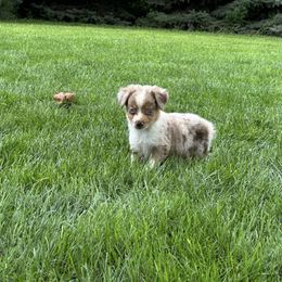 RMM - Red merle male Miniature Australian Shepherd puppy in Lexington, Nebraska from Osborne's Aussies