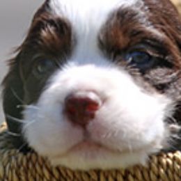 English Springer Spaniels from Superior Springers