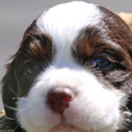 English Springer Spaniels from Superior Springers