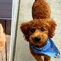 Goldendoodles from Exquisite Paws