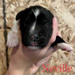 Boy 1 - White and black Newfoundland puppy in Tully, New York from Bear Paw Newfoundlands