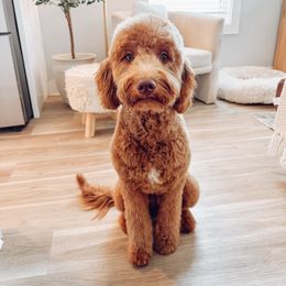 Rosie - Goldendoodle