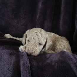 Bow - Apricot male Goldendoodle puppy in Waynesboro, Virginia from Forest Creek Kennel