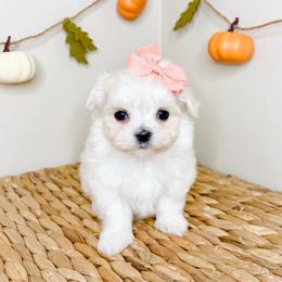 June - White female Maltese puppy in Morehead, Kentucky from Paw Perfect Pets