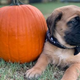 Mastiff Puppies from Red River Mastiff