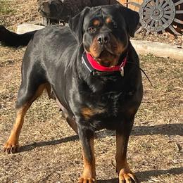 Nala - Black and mahogany female Rottweiler puppy in Industry, Illinois from KDKs Kennels
