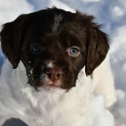 Amora - Liver and white female Brittany puppy in Hollidaysburg, Pennsylvania from Royal Flush Farms