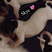 Skye - Tri-color Cavachon puppy in Charlestown, Indiana from Nuni Pups