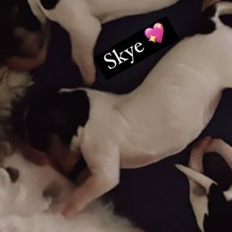 Skye - Tri-color Cavachon puppy in Charlestown, Indiana from Nuni Pups