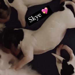 Skye - Tri-color Cavachon puppy in Charlestown, Indiana from Nuni Pups