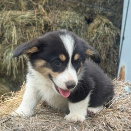 Pluto - Black and tan male Pembroke Welsh Corgi puppy in Derby, Iowa from NHC Kennels