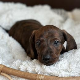 Bricker - Brindle male Dachshund puppy in Crystal, Michigan from Mare-Bella Smoothcoat Edition