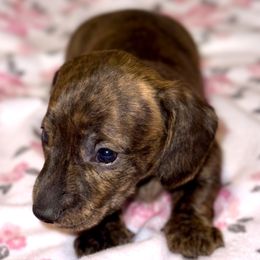 Ghost - Brindle male Dachshund puppy in Fredonia, Arizona from Desert Horizon Dachshunds