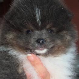 Adkpom Blue - Blue parti female Pomeranian puppy in Gloversville, New York from ADKPOM Adirondack Pomeranians