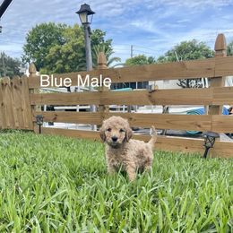 Goldendoodle Puppies from The Miller's Goldendoodles