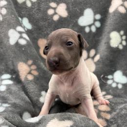 Bandit - White and blue male Italian Greyhound puppy in West Plains, Missouri from Sycamore Ridge Puppies