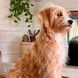 Pearl - Goldendoodle