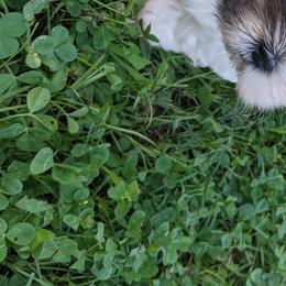 Boxer and Shih Tzu Puppies from Super City Kennels