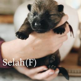 Selah - Sable female German Shepherd puppy in Berwick, Maine from Vom Rindahaus Shepherds