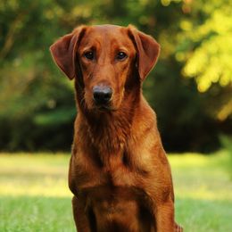 BamBam - Labrador Retriever