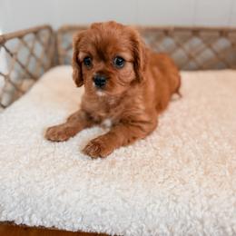 Valentina - Ruby female Cavalier King Charles Spaniel puppy in Mayo, Florida from Kingston’s Cavaliers