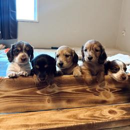 Dachshund puppies from Six Shooter Minis