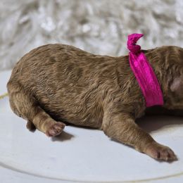 Ruby - Red  female Goldendoodle puppy in Austin, Texas from Austin Doodles & Poodles
