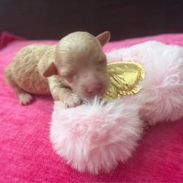 Tiffany - Apricot female Poodle puppy in Taylorsville, North Carolina from SilverLining highlands and hounds