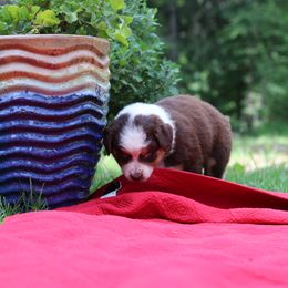 "Thelma Lou" - Red tri-color Australian Shepherd puppy in Noxon, Montana from MITIN Aussies AKC Standard Australian Shepherds