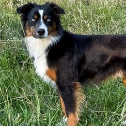 Archi - Miniature American Shepherd