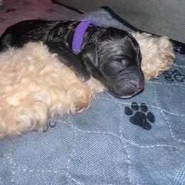 Star - Black female Goldendoodle puppy in Prosperity, Pennsylvania from Stelladoodles & Company