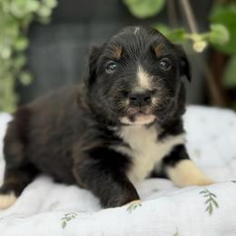 Girl 4 - Black tri-color female Australian Shepherd puppy in Hillsboro, Ohio from Sugar Grove Farms