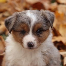 Blue Merle Tri Female - Blue merle female Miniature American Shepherd puppy in Tiskilwa, Illinois from First Harmony Farms