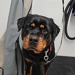 Rottweiler All Grown Up from Familienwachter Rottweilers