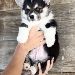 Pembroke Welsh Corgi Puppies from Mendoza Welsh Corgi’s