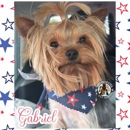 Gabriel - Yorkshire Terrier