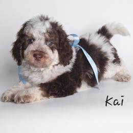 Kai - Liver white and tan male Springerdoodle puppy in Fargo, North Dakota from Dakota SpringerDoodles