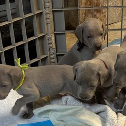 Weimaraner Puppies from Von Luchbach Weimaraners