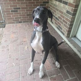 Great Dane puppies from Morosin's Southern Littles