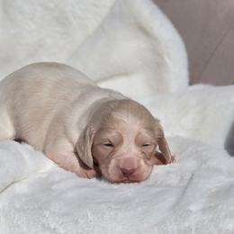 Maple - Cream female Dachshund puppy in Mcminnville, Tennessee from Red Barn Farms Minis