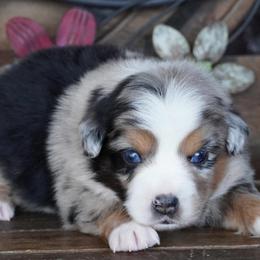 Boy 1 - Blue merle male Miniature Australian Shepherd puppy in Lawton, Oklahoma from Lindsey’s Aussies
