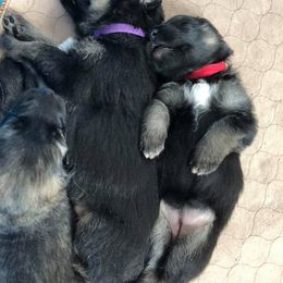 German Shepherd Puppies from Peakes Brook Shepherds