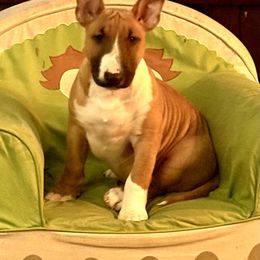 Bull Terrier Puppies from Lynn Hill Bull Terriers