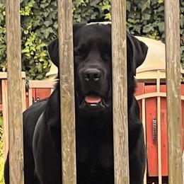 Toby - Black male Labrador Retriever puppy in Harlan, Kentucky from Kamalot Kennels