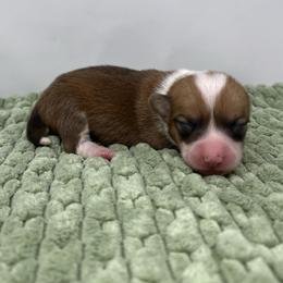 Pooh - Red male Pembroke Welsh Corgi puppy in Waco, Texas from The Comma Corgis