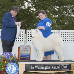 Yula - Samoyed