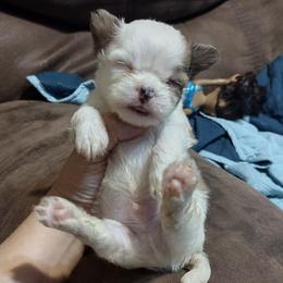 Chihuahuas, Companion Crosses, and Shih Tzus from Dilka's Puppies