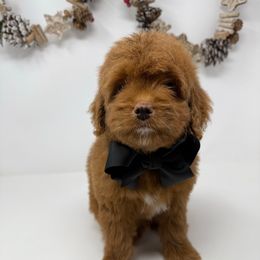Black and white - Red  male Goldendoodle puppy in Krum, Texas from Heartfelt GoldenDoodles