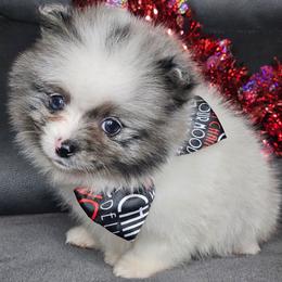 Edward - Blue merle male Pomeranian puppy in Laredo, Texas from SASH Poms