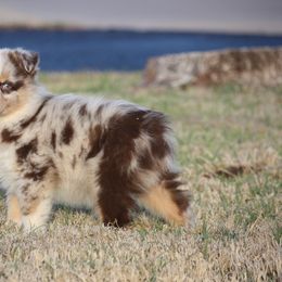 Australian Shepherd Puppies from Rockin Rafter L Aussies